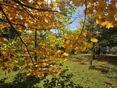 Liriodendron tulipifera 'Mediopictum'